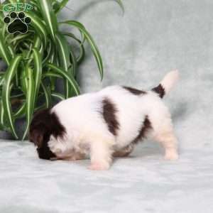 Beyoncé, Shih Tzu Puppy